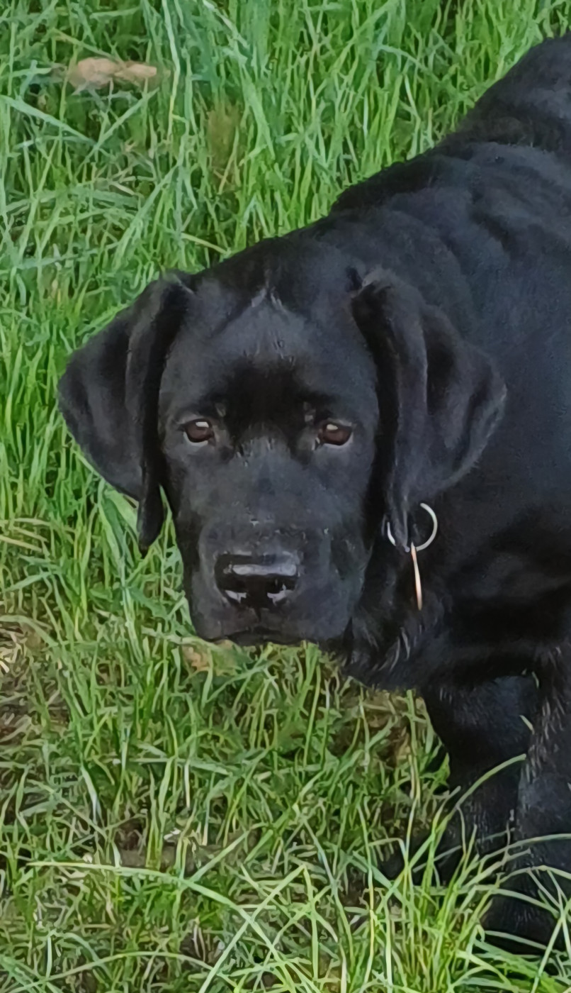 Du Grand Saulcy - Chiots disponibles - Labrador Retriever