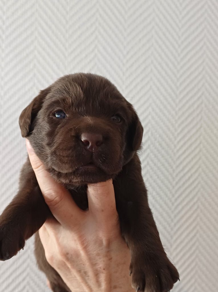 Du Grand Saulcy - Chiots disponibles - Labrador Retriever