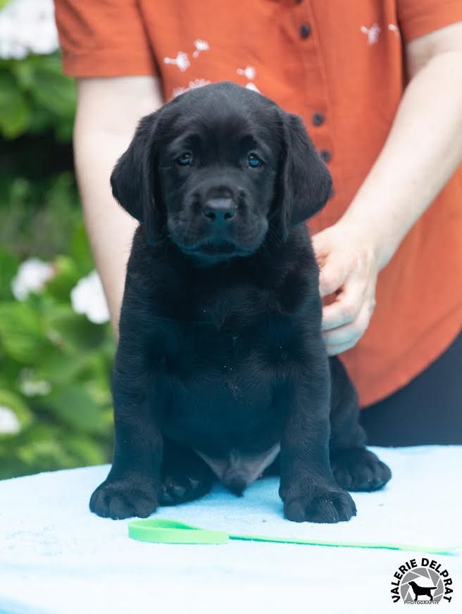Du Grand Saulcy - Chiots disponibles - Labrador Retriever