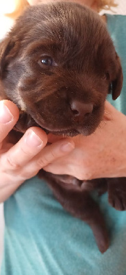 CHIOT 4