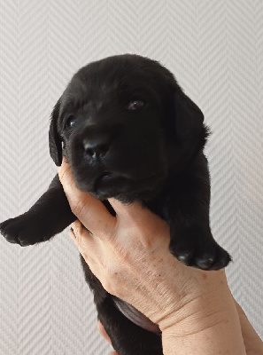 CHIOT 3