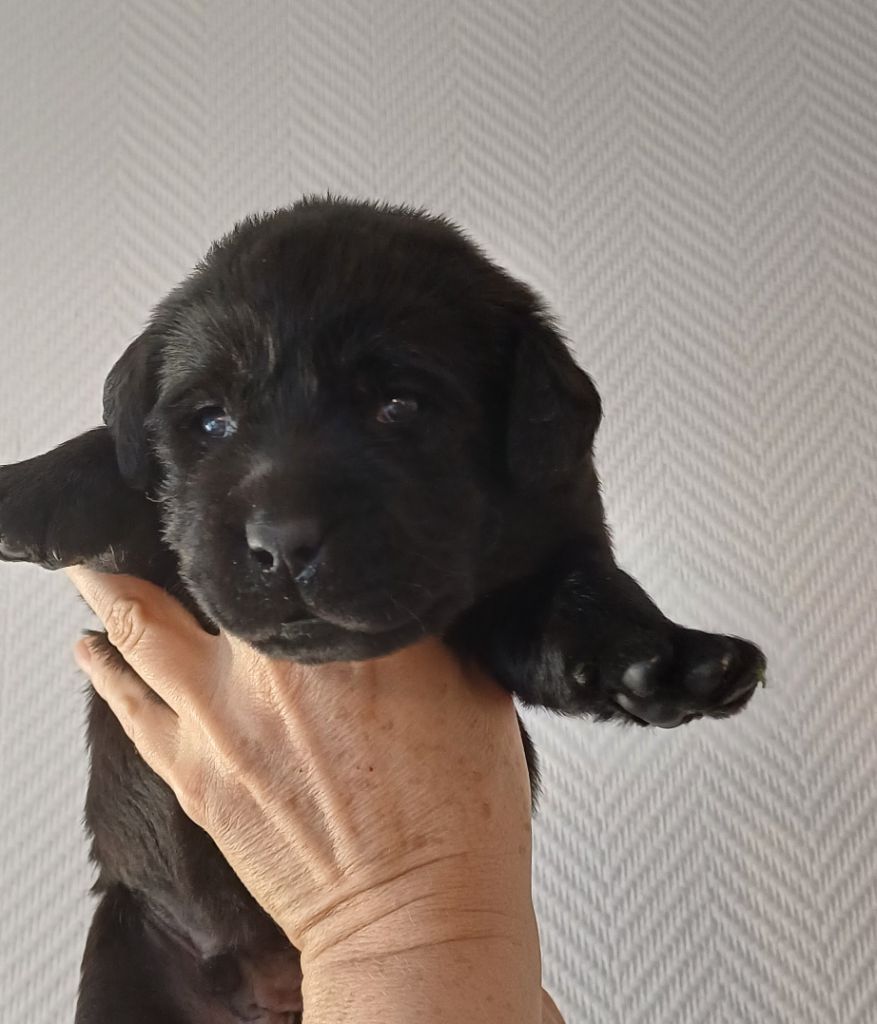 Du Grand Saulcy - Chiots disponibles - Labrador Retriever