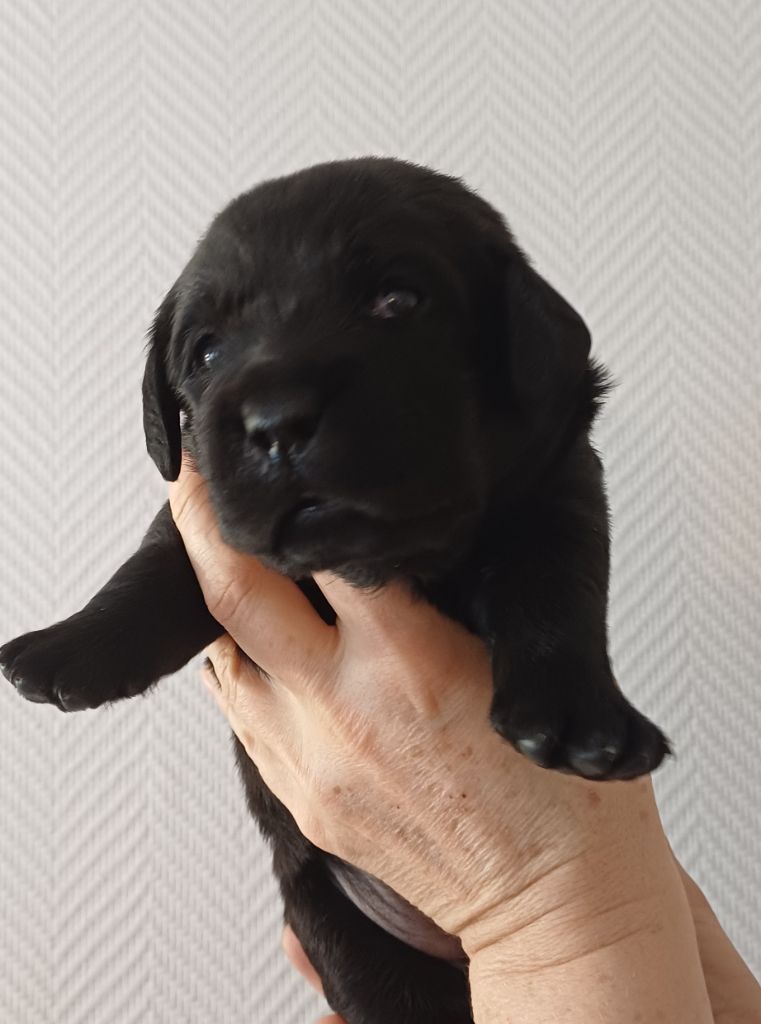 Du Grand Saulcy - Chiots disponibles - Labrador Retriever