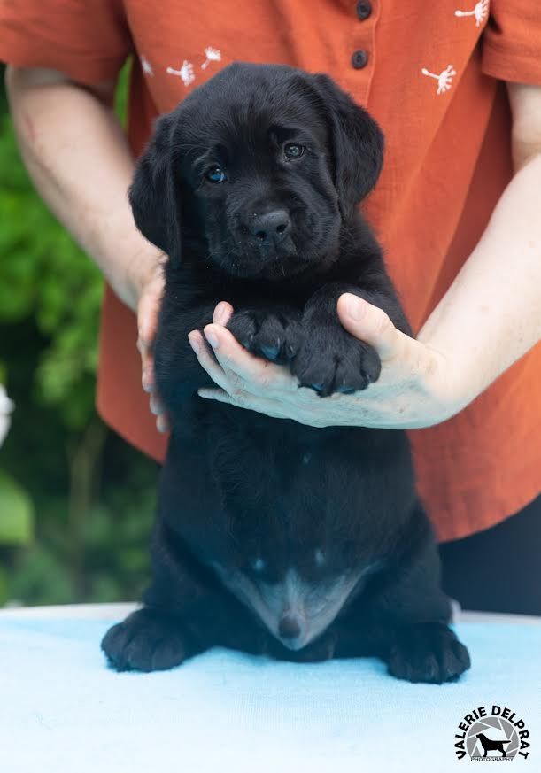Du Grand Saulcy - Chiots disponibles - Labrador Retriever