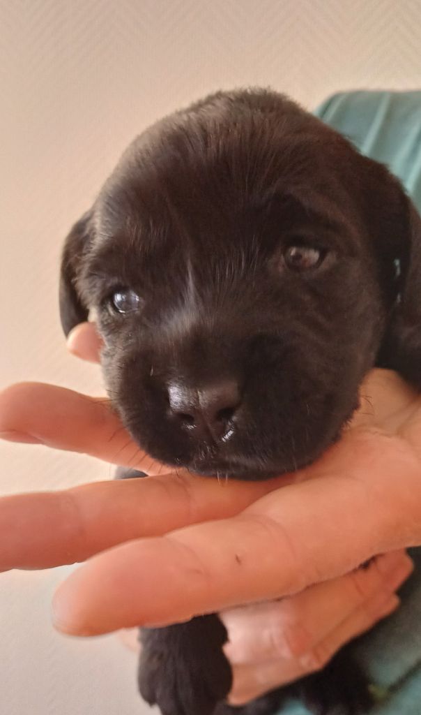 Du Grand Saulcy - Chiots disponibles - Labrador Retriever